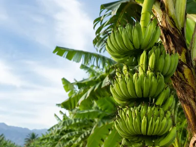 Plátano